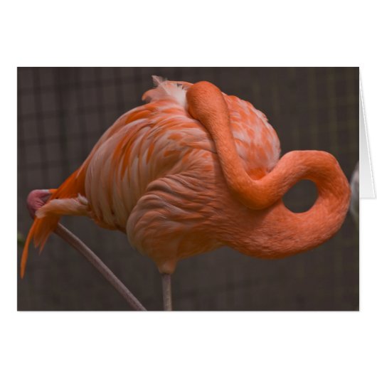 Shy Flamingo Cards (Front Horizontal)