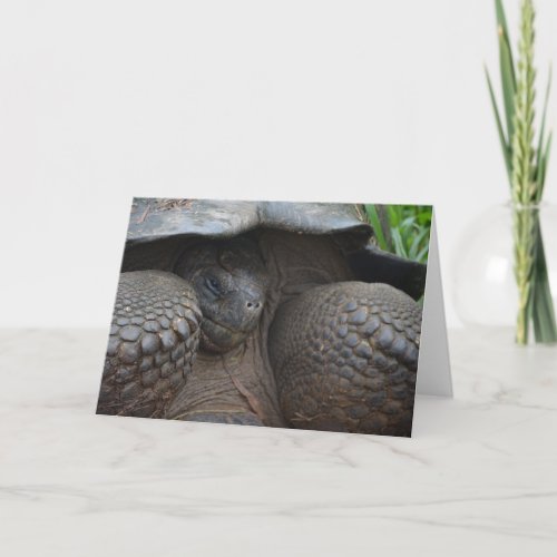 Shy Galapagos Tortoise Card