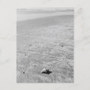 Shy Hermit Crab Postcard