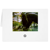 Shy Horse Photography Art (Back Horizontal)
