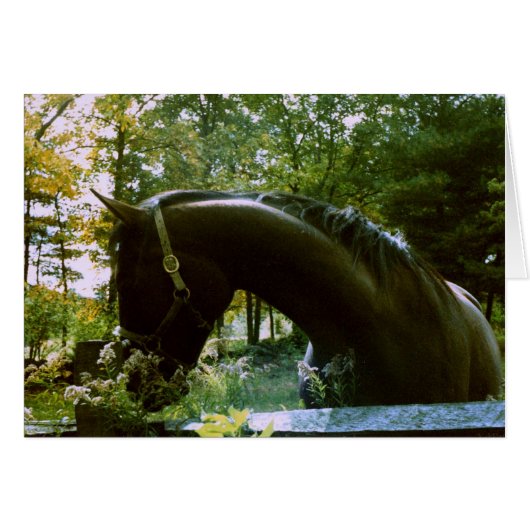 Shy Horse Photography Art (Front Horizontal)