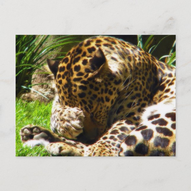 Shy Leopard Postcard (Front)
