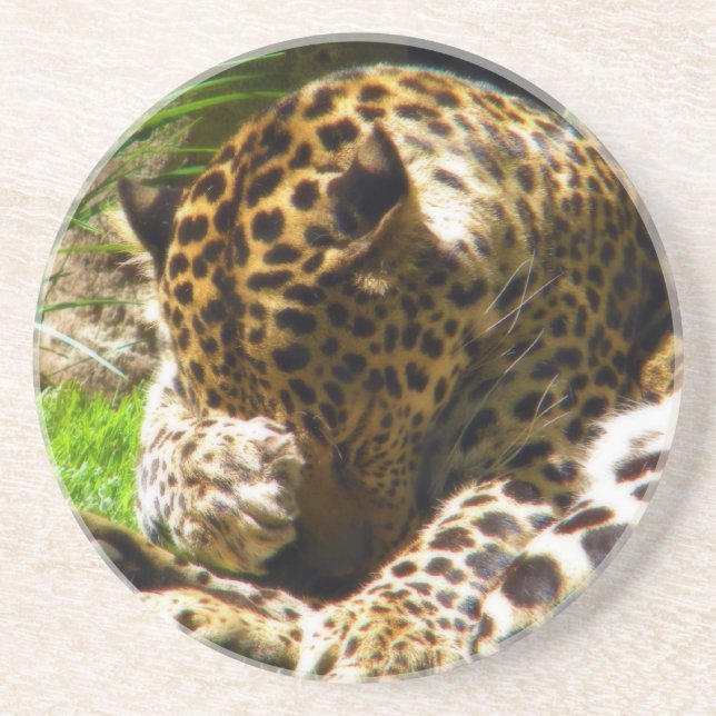 Shy Leopard Sandstone Coaster (Front)