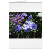 Shy Purple Pansies (Front)