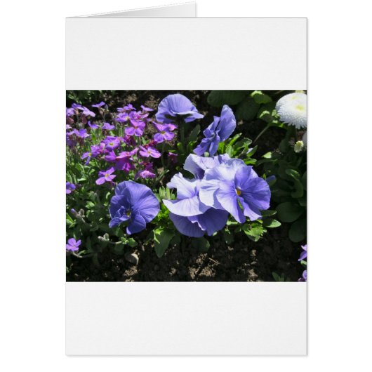 Shy Purple Pansies (Front)