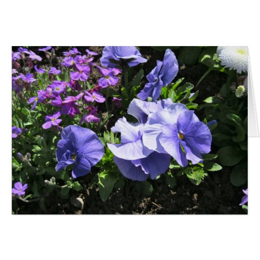 Shy Purple Pansies (Front Horizontal)