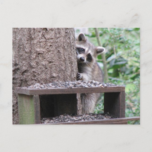 Shy Raccoon Postcard (Front)