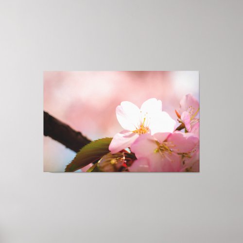 Shy Sakura Flower Shelters Itself Behind Blossoms Canvas Print