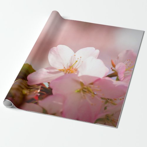 Shy Sakura Flower Shelters Itself Behind Blossoms Wrapping Paper