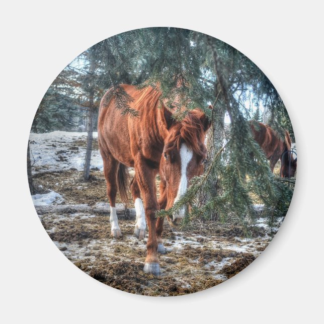 Shy Sorrel Mare and Branches Horse-lover Gift Magnet (Front)