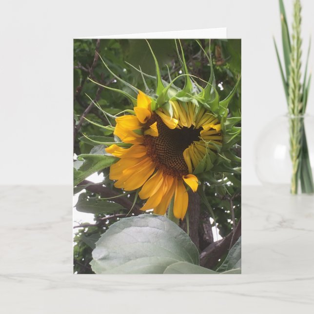Shy Sunflower Note Card (Front)