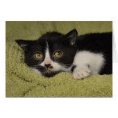 Shy Tuxedo Kitten (Front Horizontal)