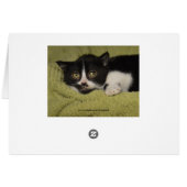 Shy Tuxedo Kitten Cards (Back Horizontal)