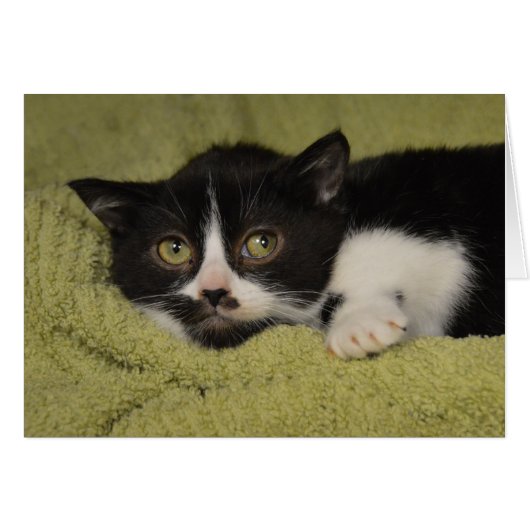 Shy Tuxedo Kitten Cards (Front Horizontal)