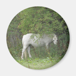 Shy White Horse Magnet