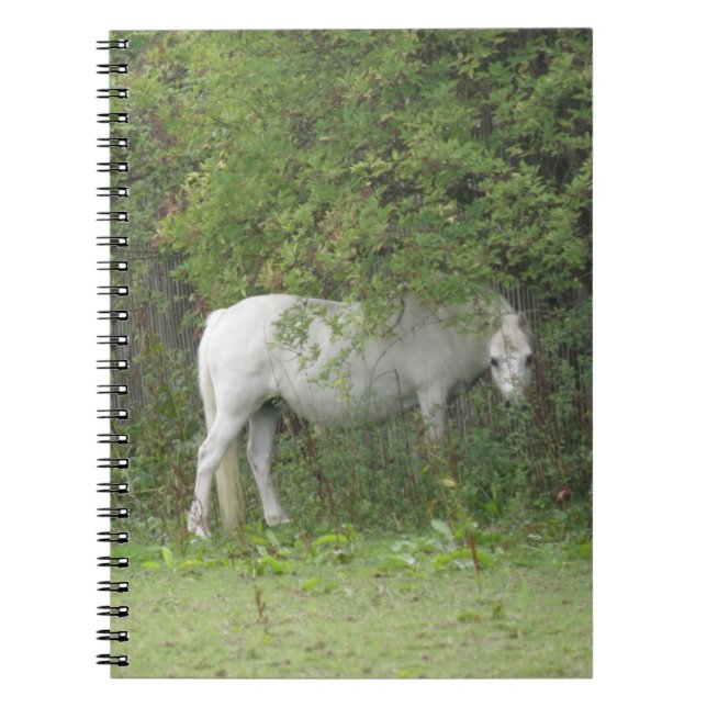 Shy White Horse Notebook (Front)
