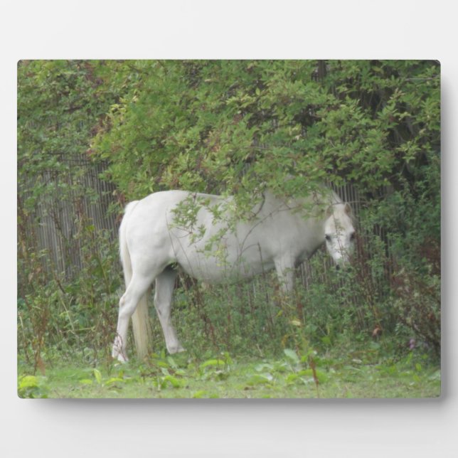 Shy White Horse Plaque (Front)
