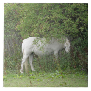 Shy White Horse Tile