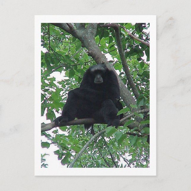 Siam Gibbon Postcard (Front)