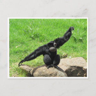 siamang dance postcard