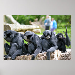 Siamang Gibbon family relaxing in fota wildlife pa Poster