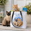 Siamese and Ginger Cat Animal Lover 
