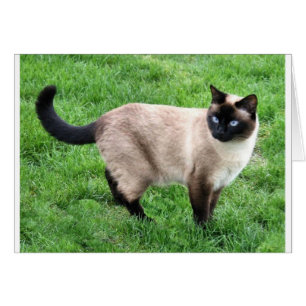 SIAMESE BEAUTY CARDS