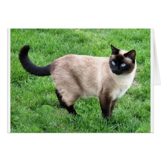 SIAMESE BEAUTY CARDS (Front Horizontal)