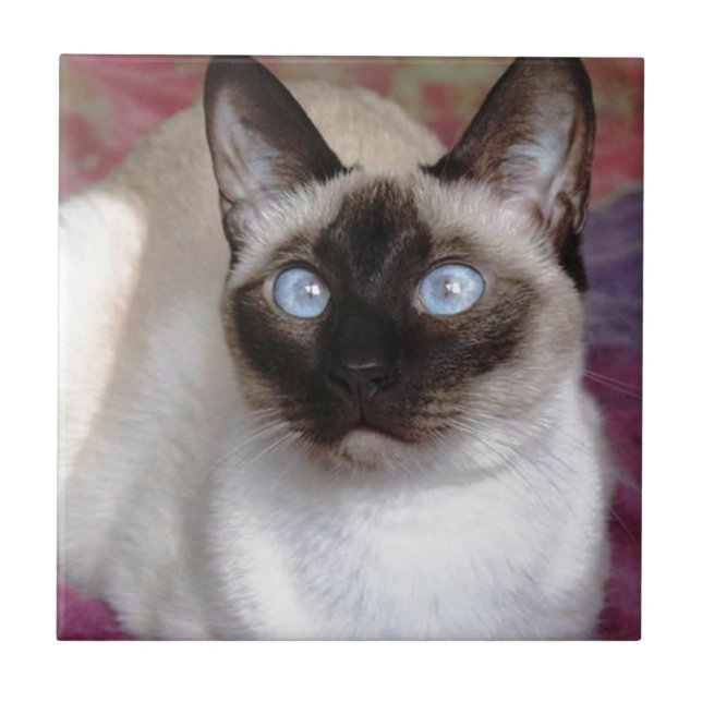 SIAMESE BEAUTY TILE (Front)