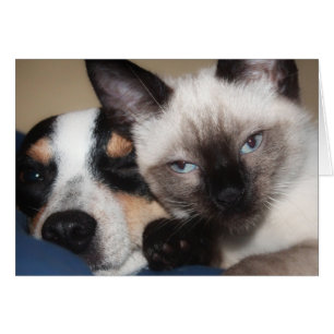 SIAMESE CARDS