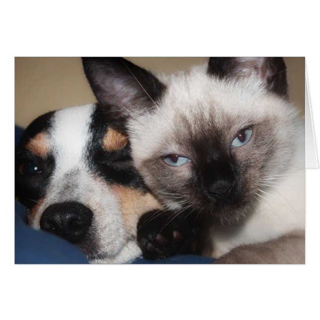 SIAMESE  CARDS (Front Horizontal)