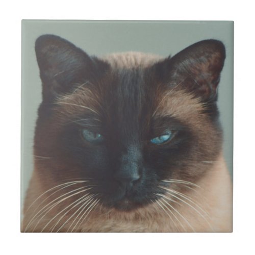 Siamese Cat Animals Ceramic Tile