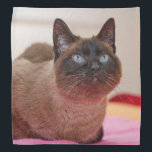 Siamese Cat Bandana<br><div class="desc">A beautiful Siamese cat decorates this lovely bandana</div>