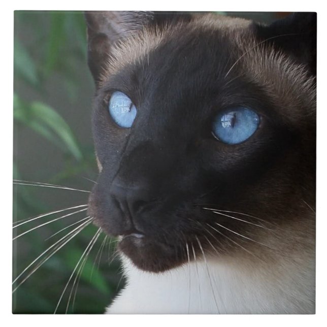 Siamese Cat Blue Eyes Ceramic Tile (Front)