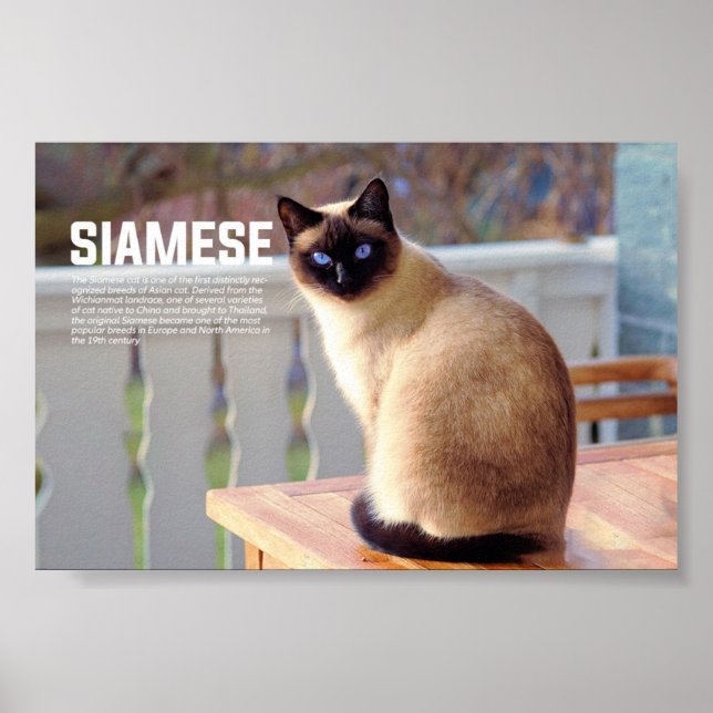 Siamese Cat Breed Poster (Front)