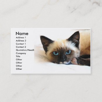 Siamese Cat Business Card by Ezycardz at Zazzle