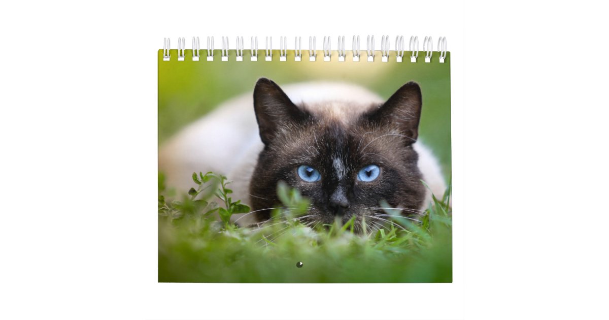 Siamese Cat Calendar Zazzle
