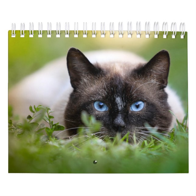 Siamese Cat Calendar (Cover)