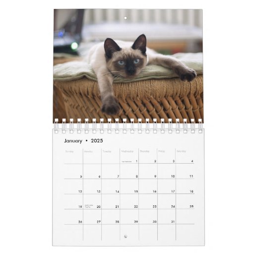 Siamese Cat Calendar Zazzle