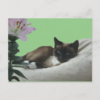 Siamese Cat Close Up DIY Postcard