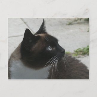 Siamese Cat Close Up DIY Postcard