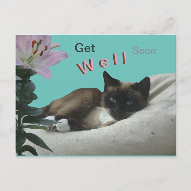 Siamese Cat Close Up Get Well Soon Postcard (Front)