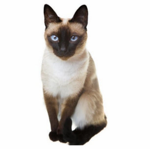 Siamese cat cutout