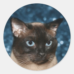 Siamese cat face classic round sticker