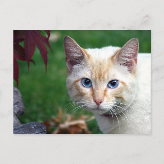 Siamese cat face postcard (Front)
