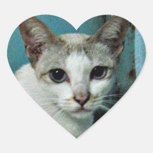 Siamese Cat Friend Heart Sticker
