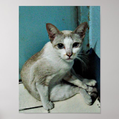 Siamese Cat Friend Poster