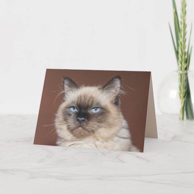 Siamese cat greeting card (Front)