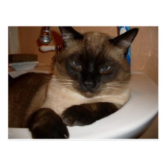 Siamese Cat in Sink  Postcard