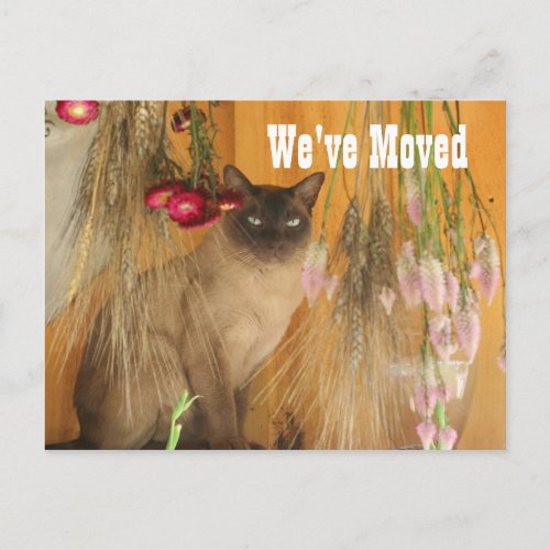 Siamese Cat New Address Announcement Postcard